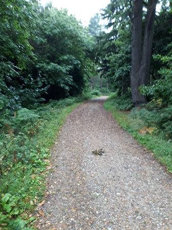 footpath at parkhurst forest