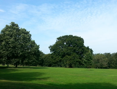 Deciduous trees in Appley Park in Ryde