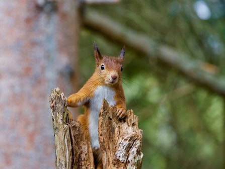 Red Squirrel on a tree