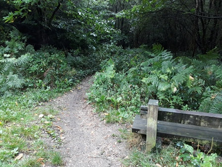 Bench at parkhurst forest