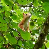 A Red Squirrel in a tree