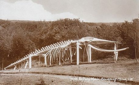 Baby whale skeleton at Blackgang Chine
