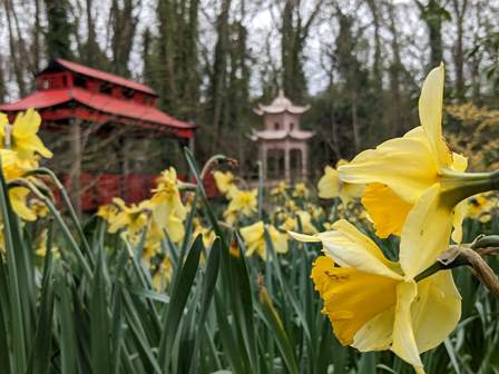 Daffodils at Robin Hill