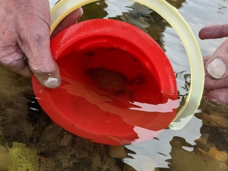 Crab in a bucket in Bembridge
