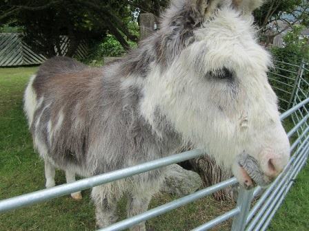 Isle of Wight donkey sanctuary