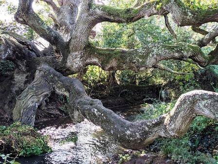 The dragon tree in brighstone