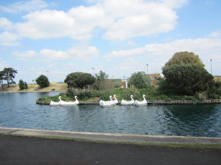 Swans on the boating lake at Ryde