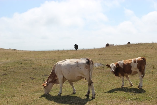 Cows near binnel bay