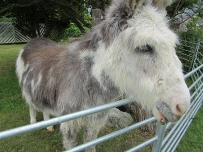 Grey donkey at Isle of Wight Donkey Sanctuary