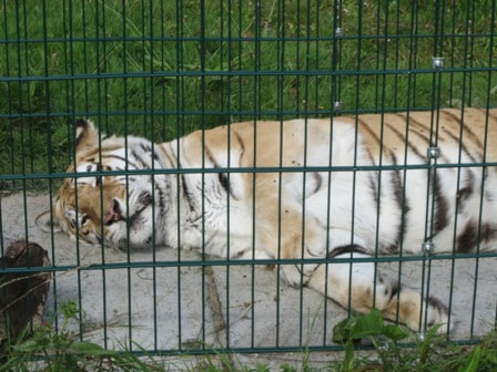 Tiger at Isle of Wight Zoo