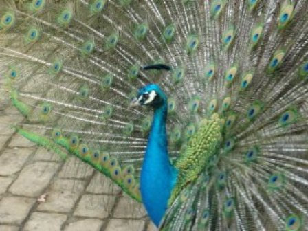 Peacock at Robin Hill