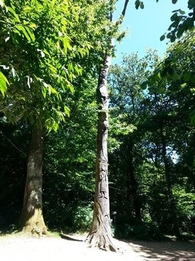 Robin Hill tree sculpture