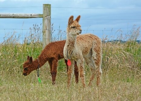 Two alpacas on the Isle of Wight