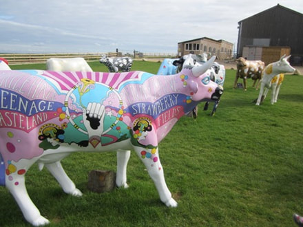 Decorated cows at Tapnell Farm