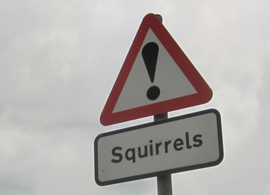 Red squirrels road sign with exclamation mark
