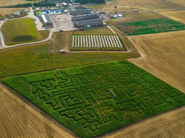 Tapnell Farm Maize Maze from above