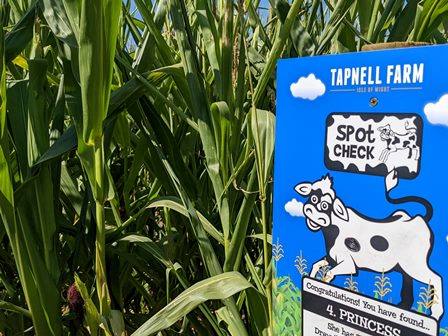 Tapnell Farm Maize Maze Cow sign