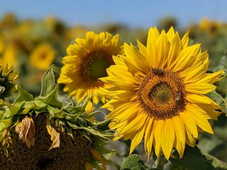 Tapnell Farm Sunflower 