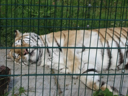 Tiger at Wildheart Animal Sanctuary 