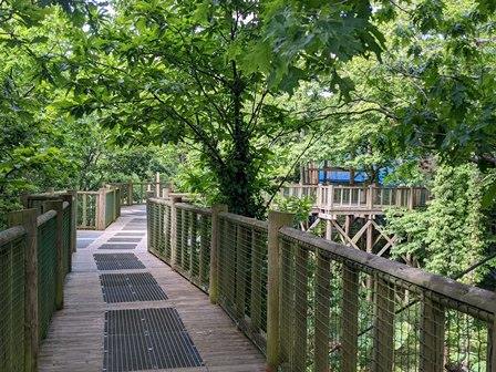 Treetop walkway at Robin Hill