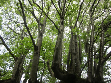 Trees at Ventnor Park