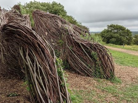 Willow maze at Golden Hill Country Park